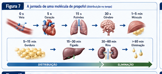 A jornada de uma molécula de propofol: da veia (0s) ao coração (5s), pulmões (15s), cérebro (30s) e músculo (1-5min), com distribuição para gordura, fígado e rins ao longo de minutos, até a eliminação após mais de 60 minutos.